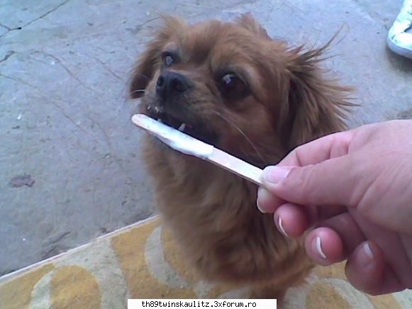den!s@D....despre mine - aici papa inghetata - *W E L C O M E*